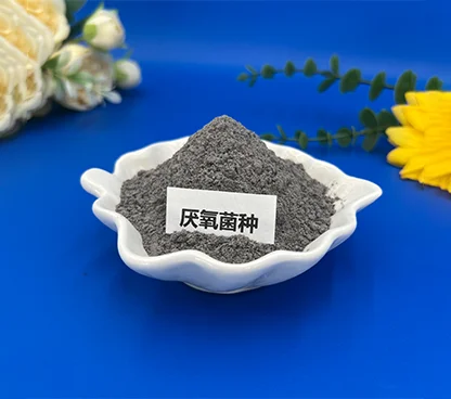 厌氧菌