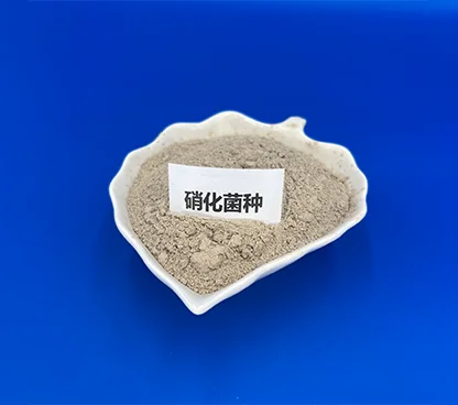 硝化菌